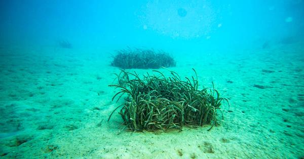 EMU Faculty Member Makes Scientific Contribution to Seagrass Conservation